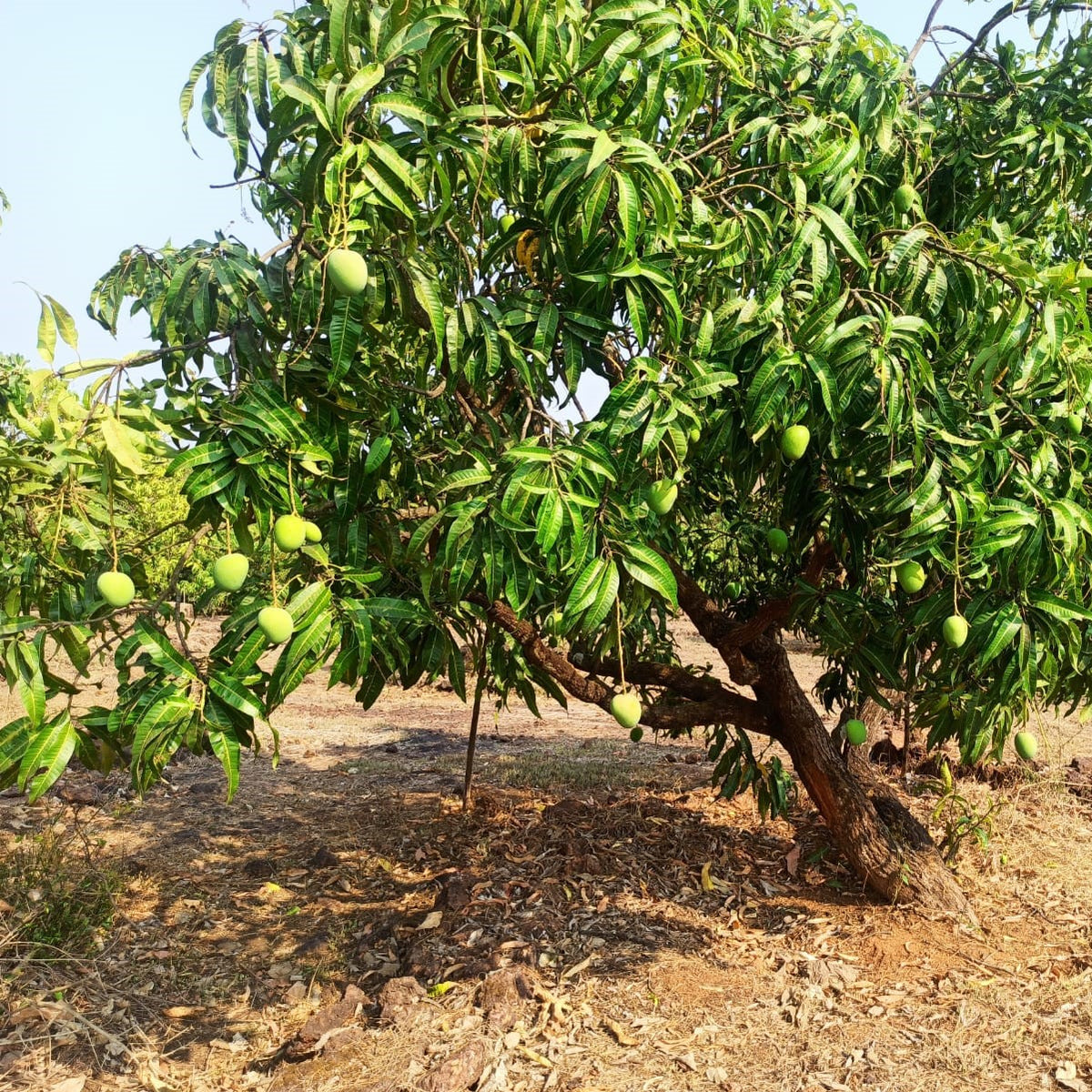 Mango Blossoms WOW! - Under the Mango TreeUnder the Mango Tree