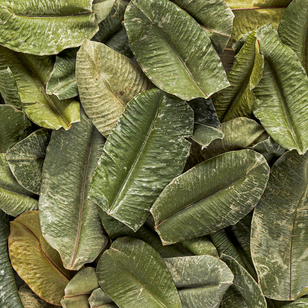 Whole Caribbean Bay Leaves