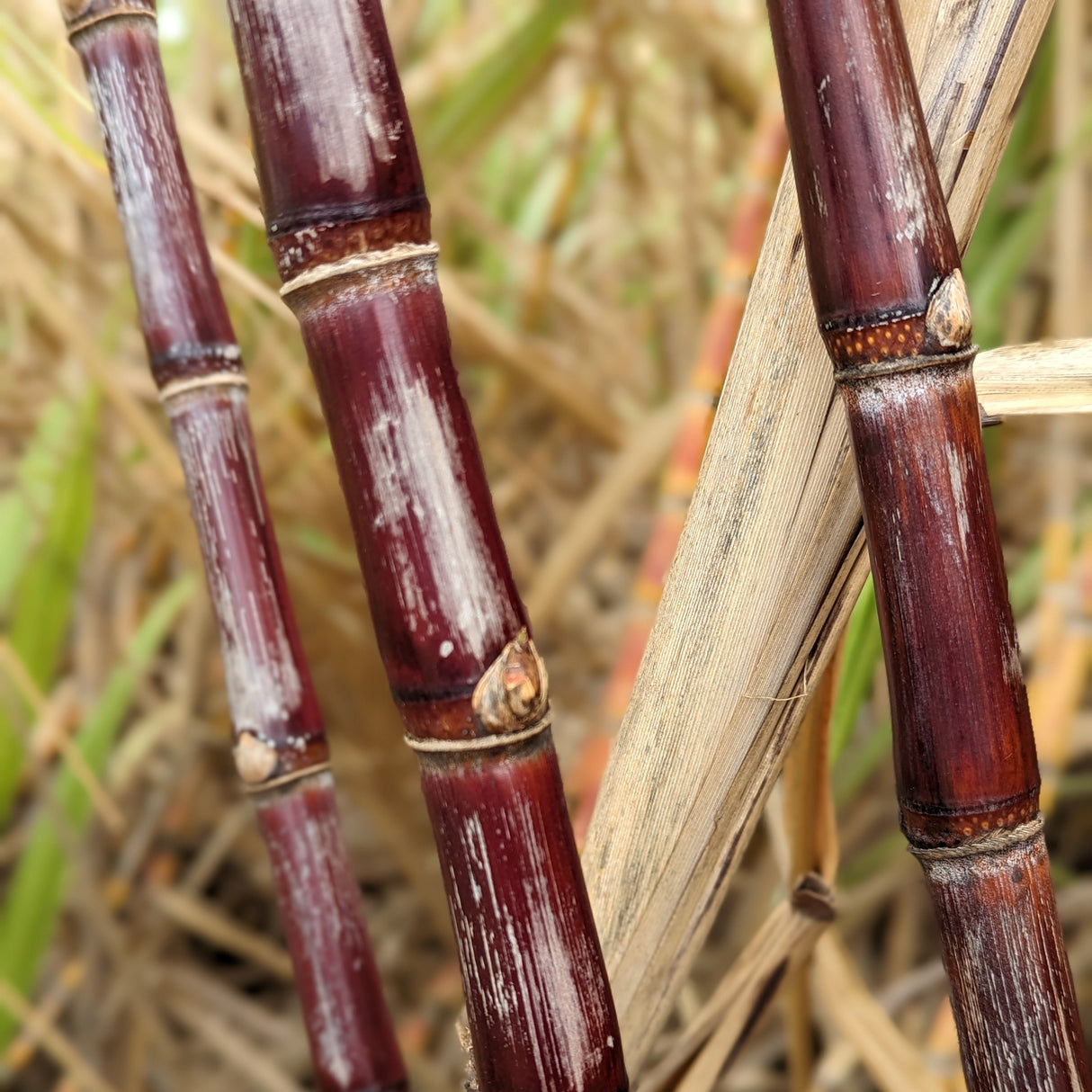 Single-Origin Sugars Collection