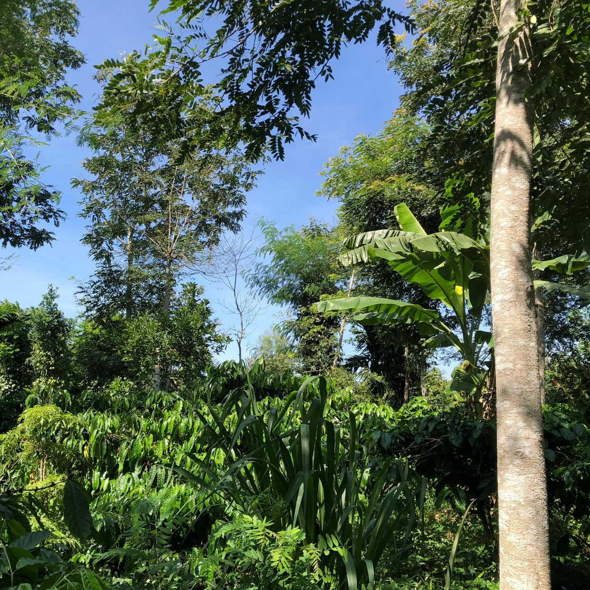 Robusta Wood-Roasted Coffee