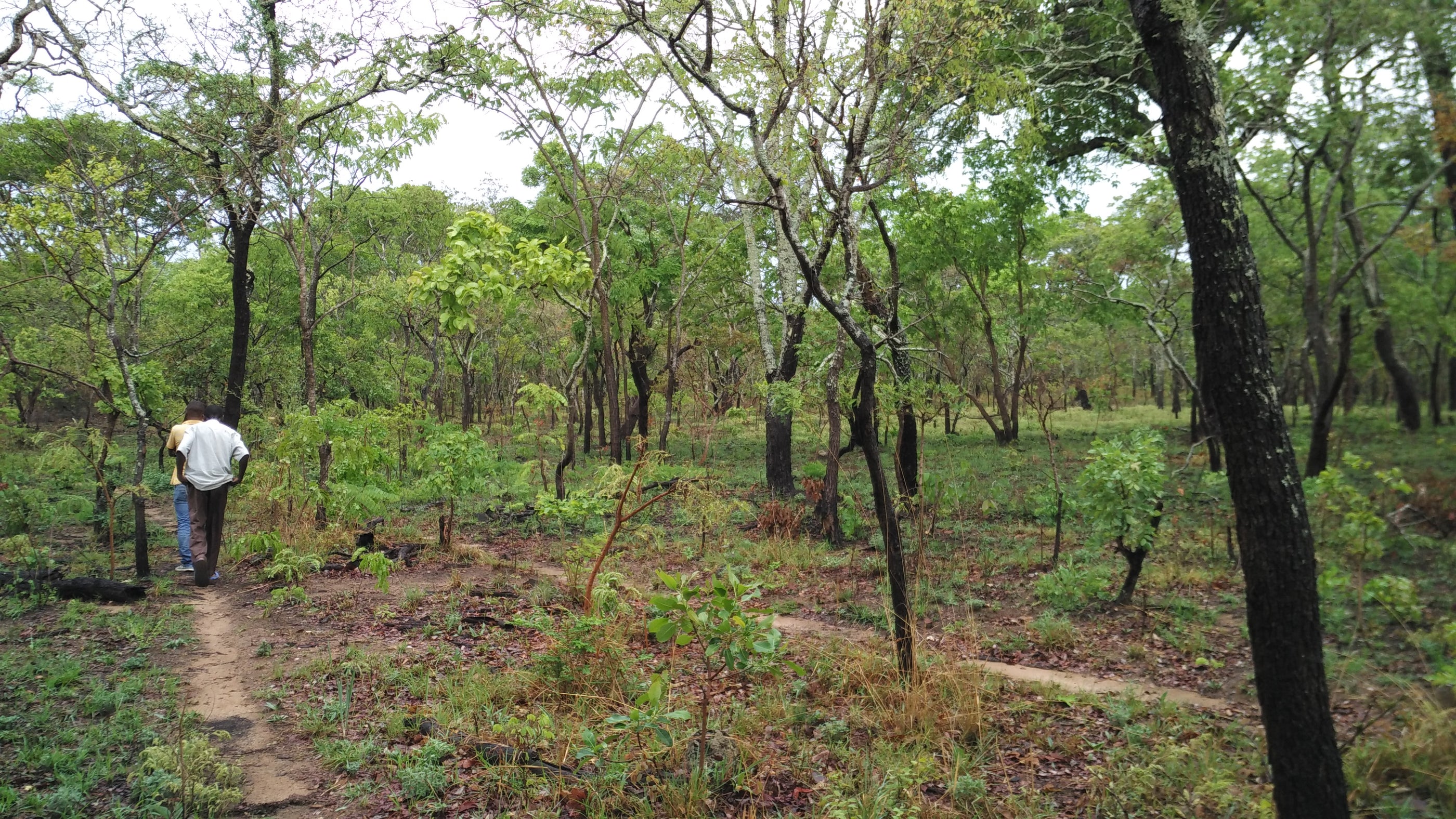 Two people walking on a dirt path through a the Miombo woodlands