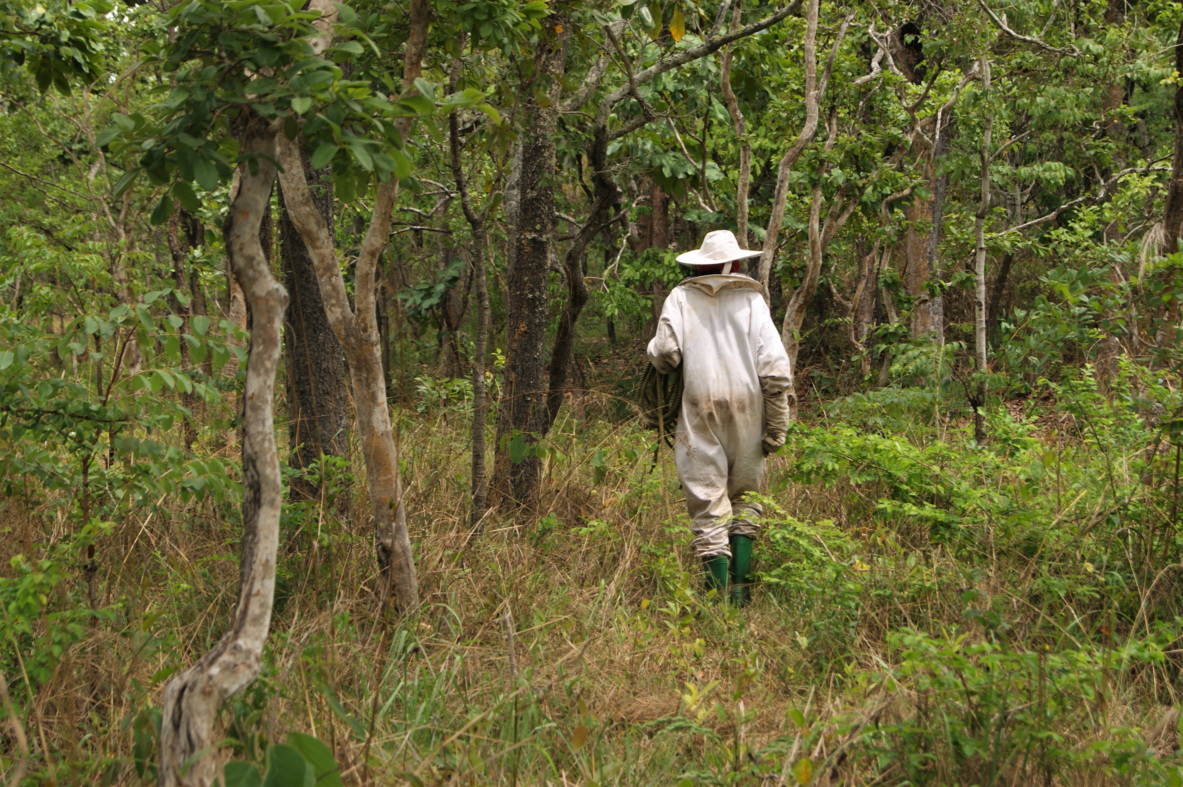 Beekeeper walking through Miombo woodlands