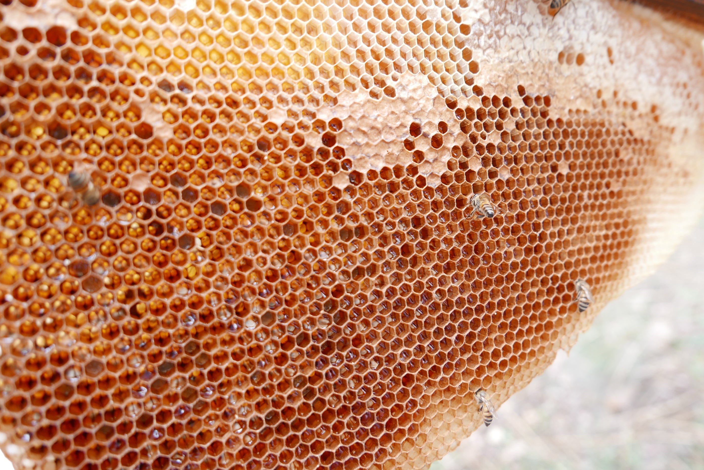 Close-up of a honeycomb with bees on it