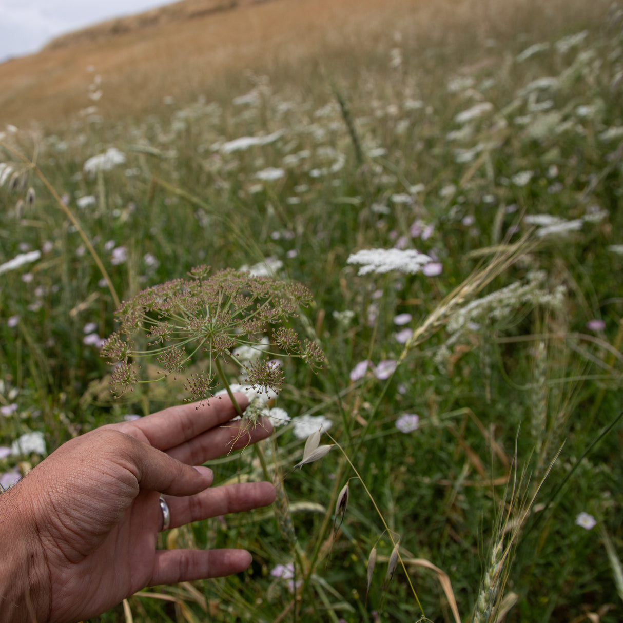 Wild cumin blossom in Afghanistan from Burlap & Barrel