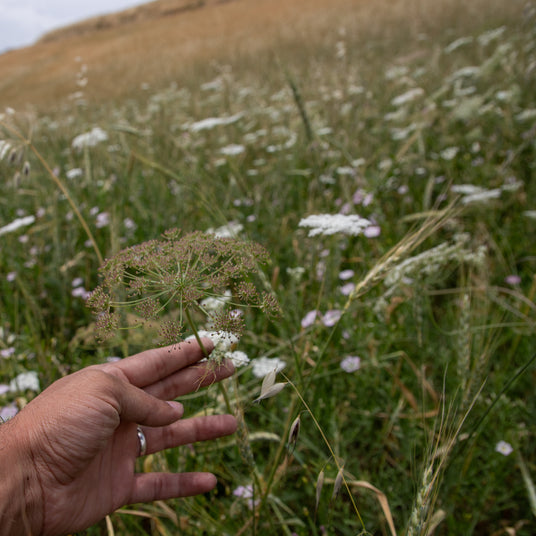 Wild cumin blossom in Afghanistan from Burlap & Barrel