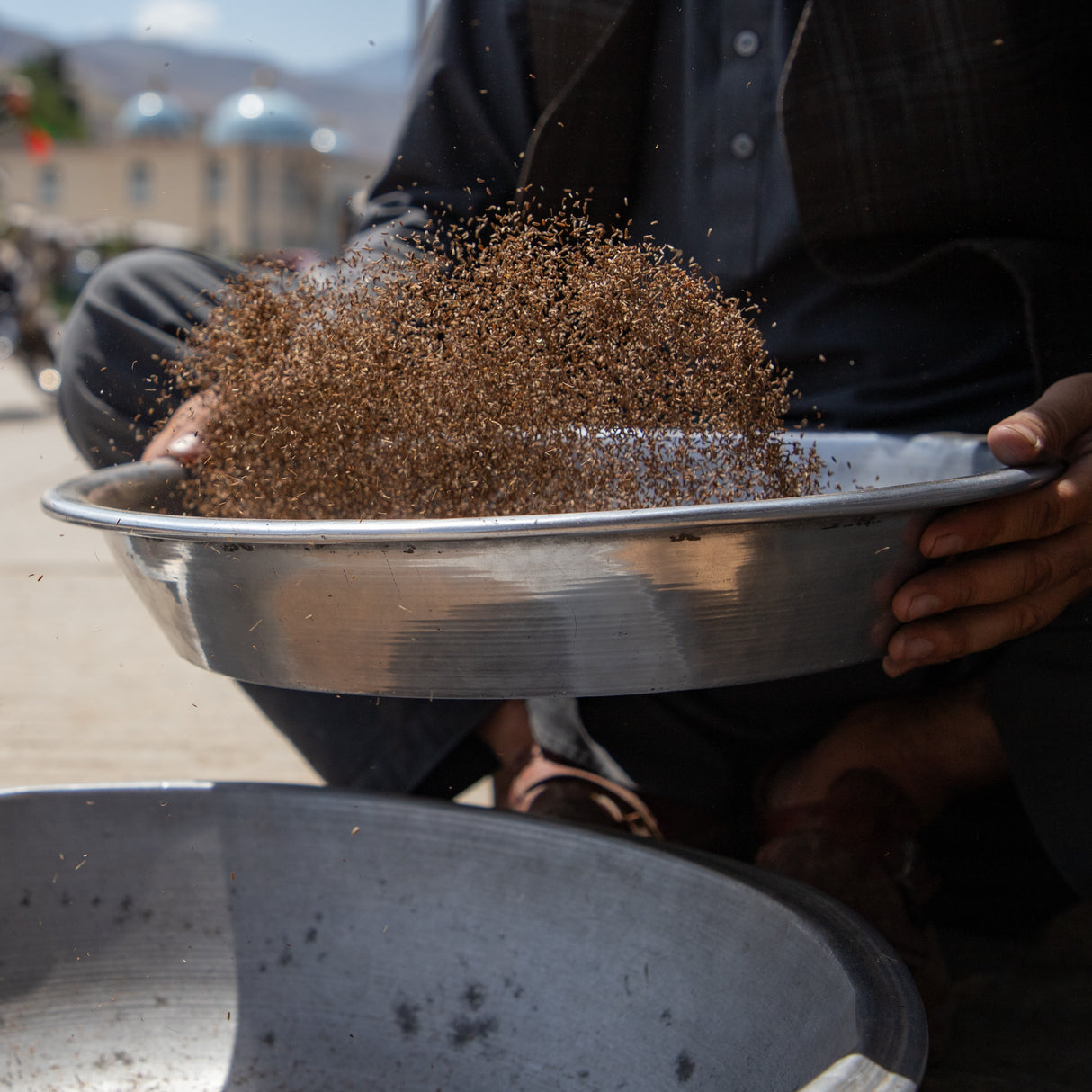 Wild Mountain Cumin being sifted. Burlap & Barrel