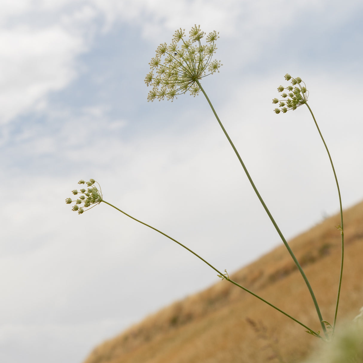 Wild Mountain Cumin blossoms in Afghanistan from Burlap & Barrel