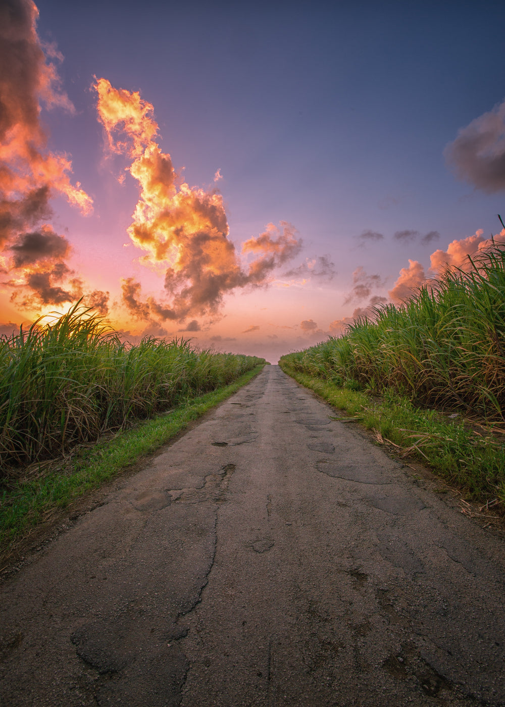 Pathway through a sugarcane field  in Barbados with a dramatic sunset sky. Golden Crystal Sugar from Burlap & Barrel