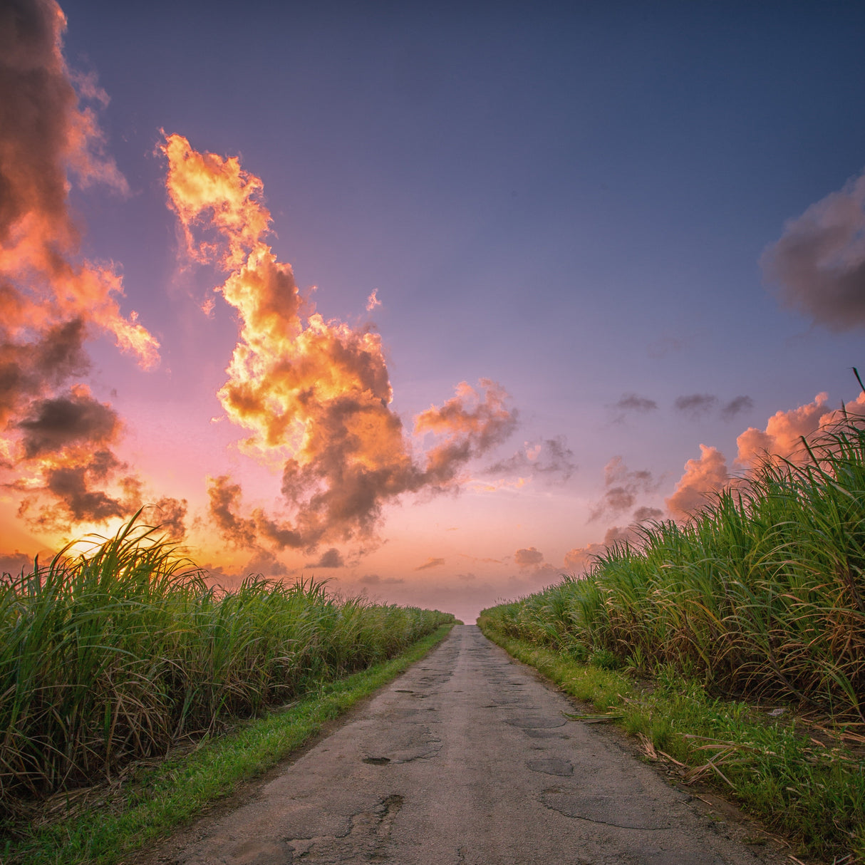 Pathway through a sugarcane field in Barbados with a dramatic sunset sky. Golden Crystal Sugar from Burlap & Barrel