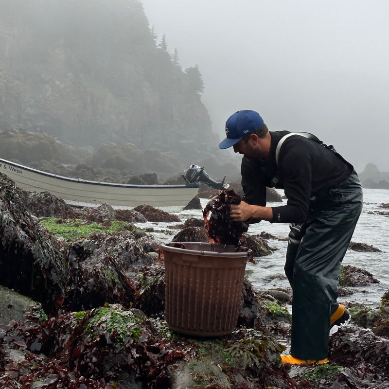 Colton harvesting dulse for Burlap & Barrel