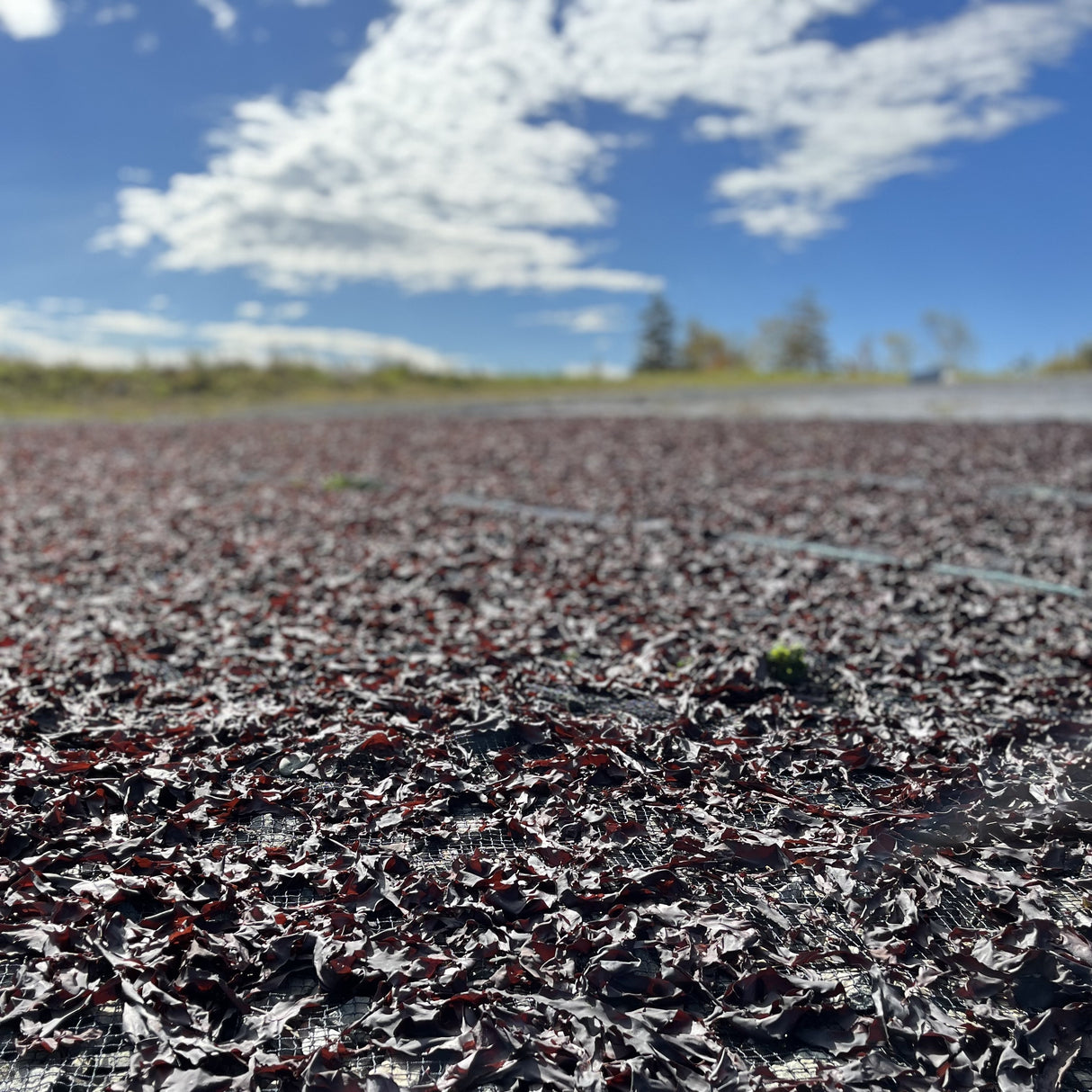 Purple Dulse drying in the sun from Burlap & Barrel