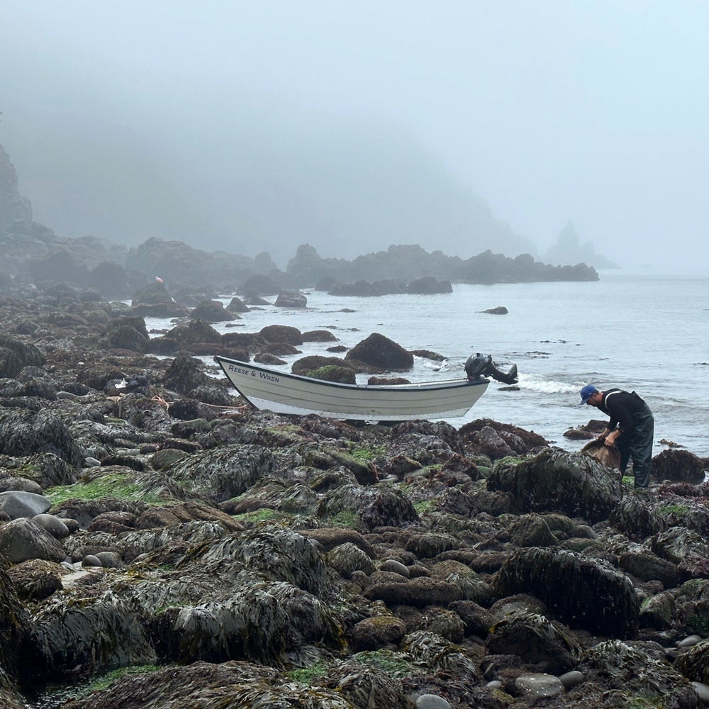 Purple Dulse Harvesting in Canada from Burlap & Barrel