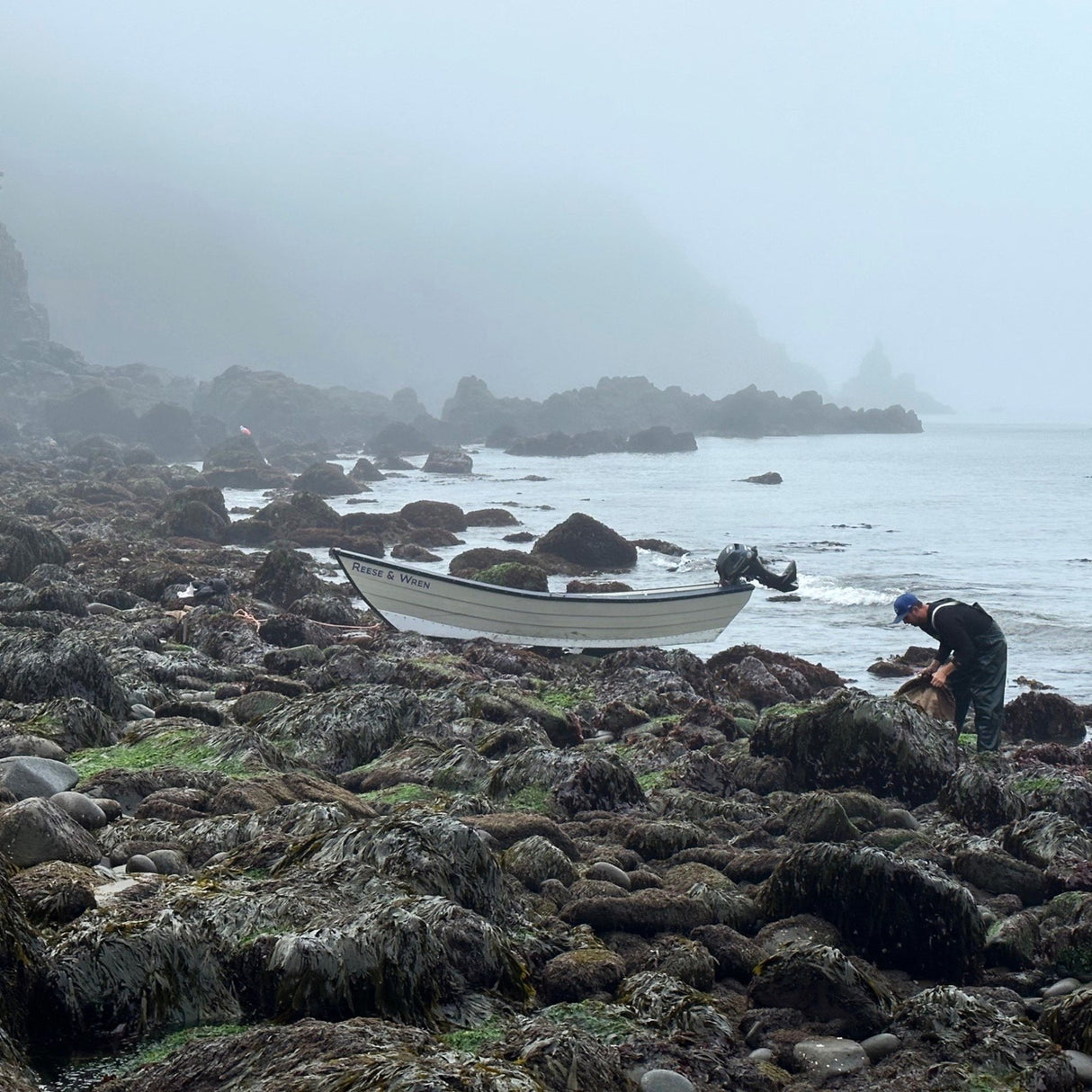 Purple Dulse Harvesting in Canada from Burlap & Barrel