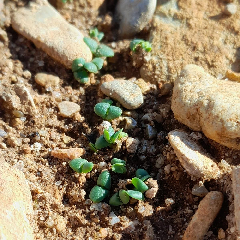 Basil sprouting in Provence, France from Burlap & Barrel