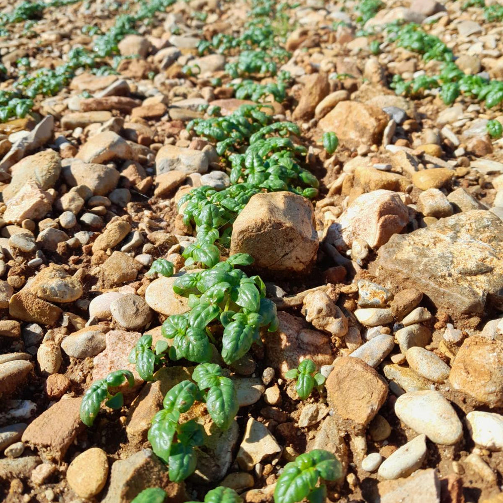 Basil growing among stones in Provence France from Burlap & Barrel