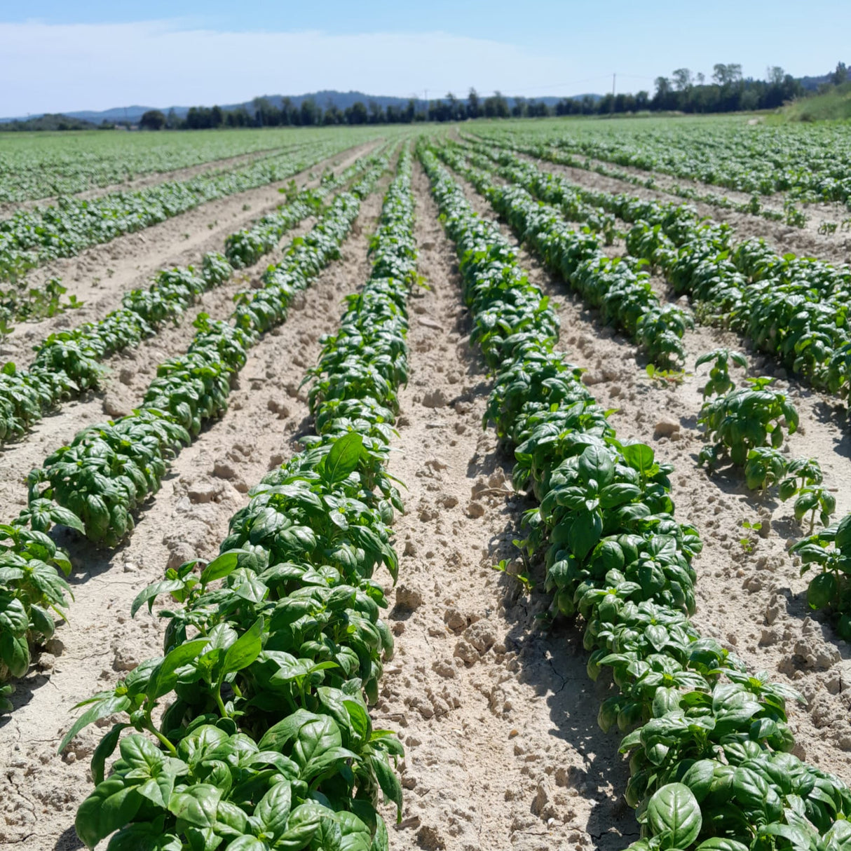 Basil growing in Provence France from Burlap & Barrel
