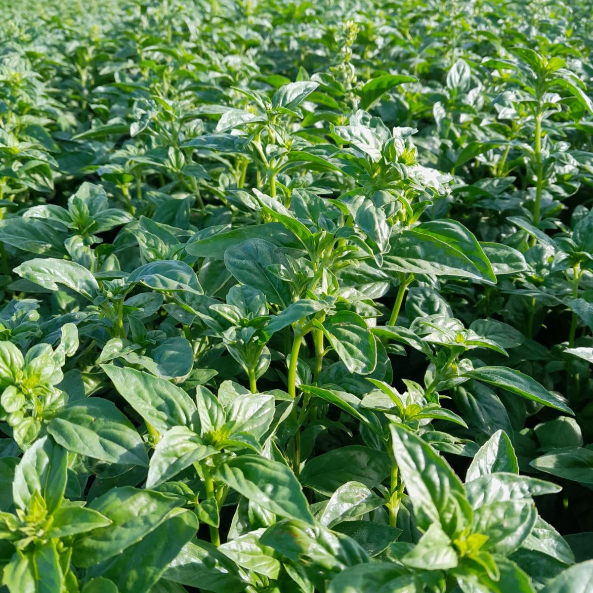 Basil before harvest in Provence, France from Burlap & Barrel