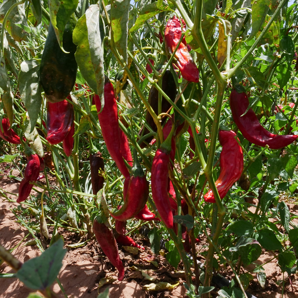 Pasilla peppers growing from Burlap & Barrel