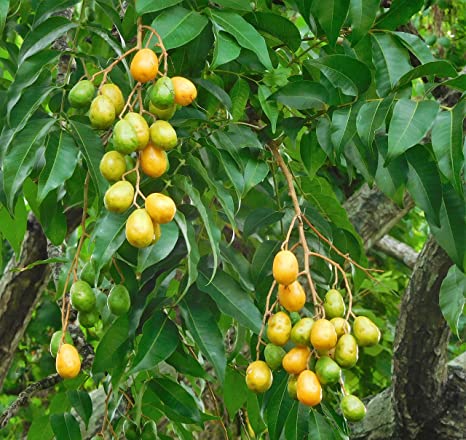 Sour Plums growin before being dried and turned into powder in Nepal from Burlap & Barrel