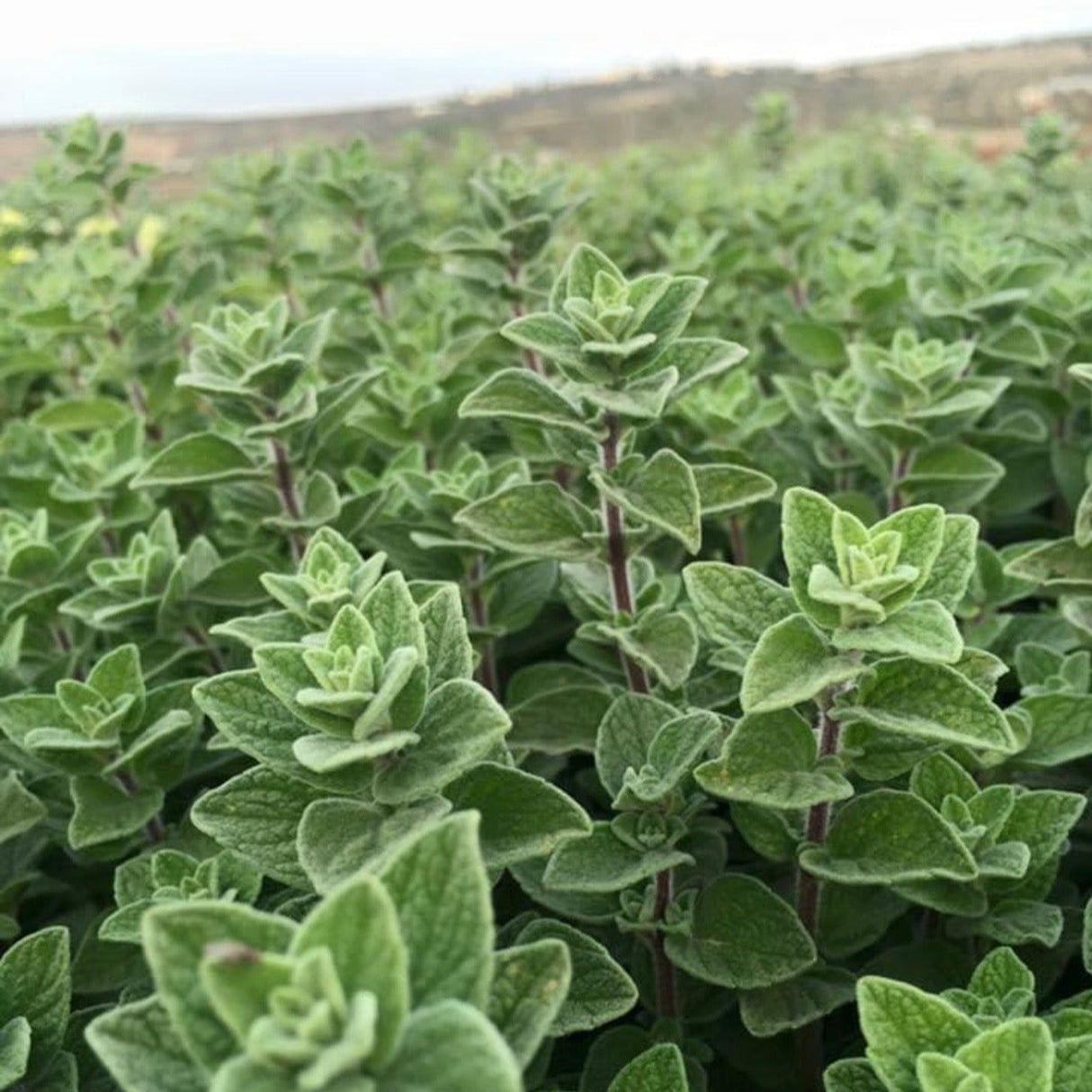 Za'atar oregano growing from Burlap & Barrel