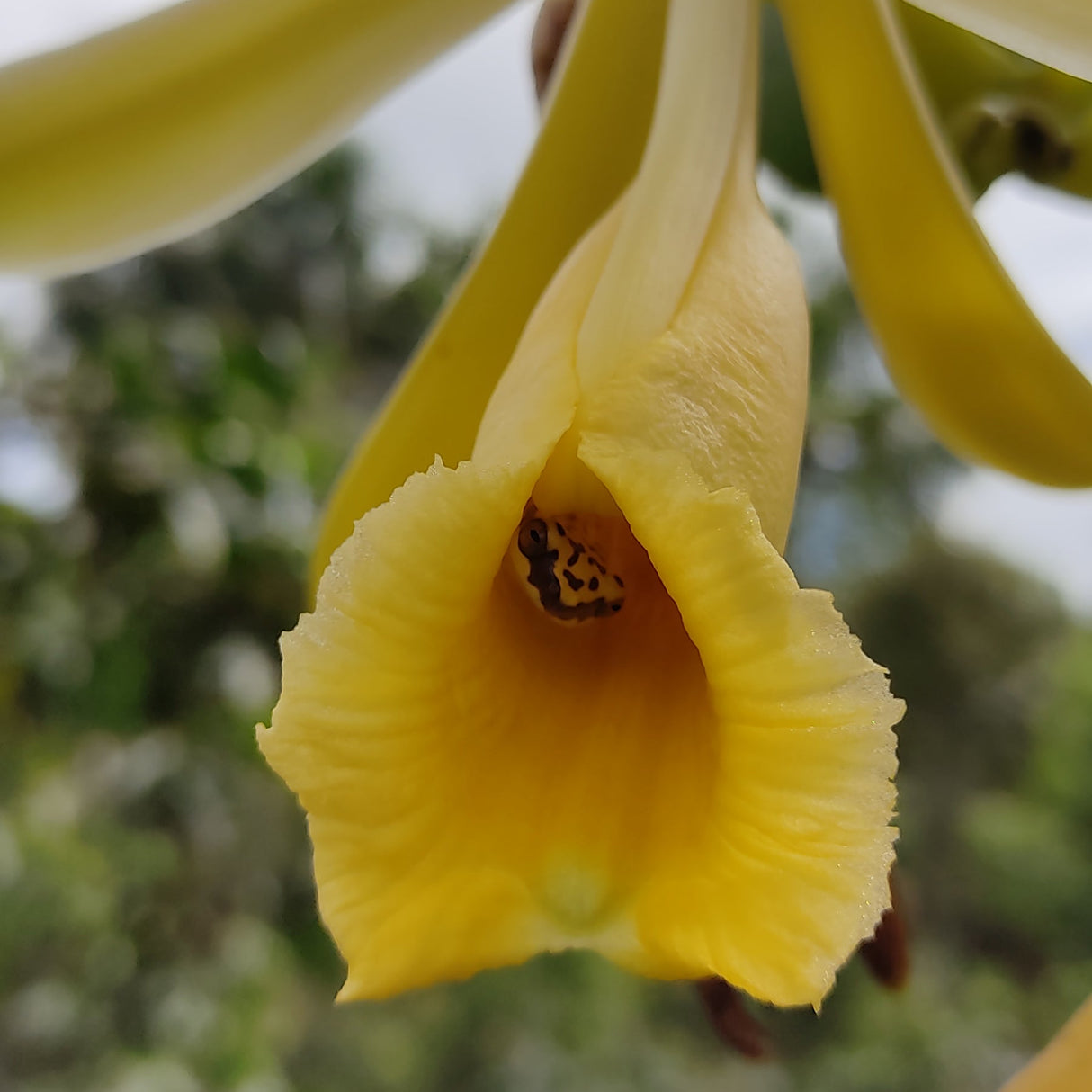 Wild Vanilla Flower in Peru from Burlap & Barrel