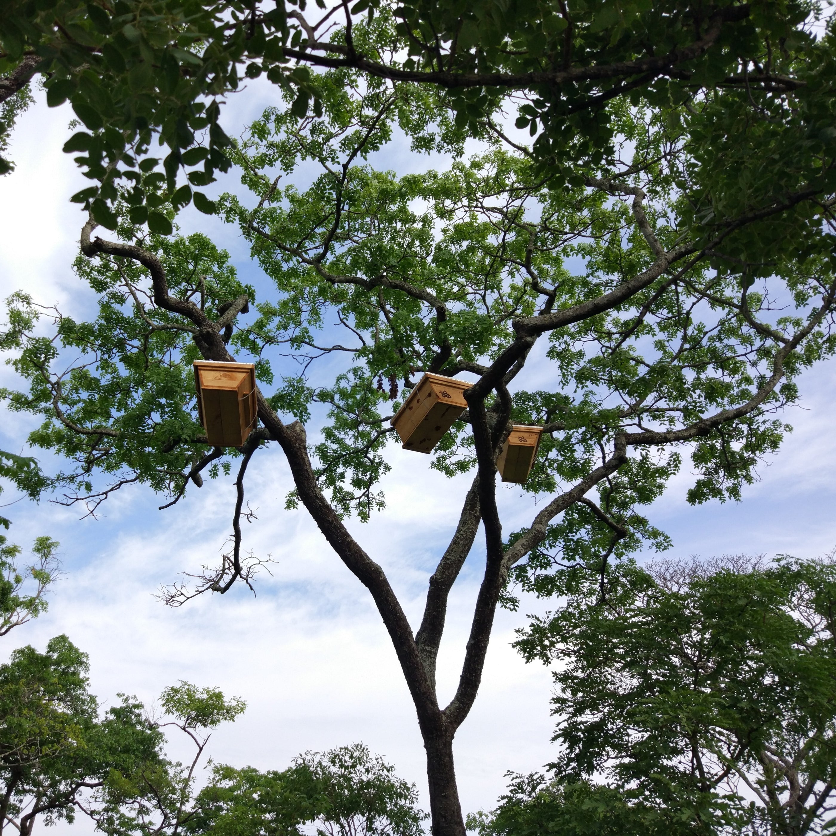 Hives for wild woodland bees in Tanzania from Burlap & Barrel