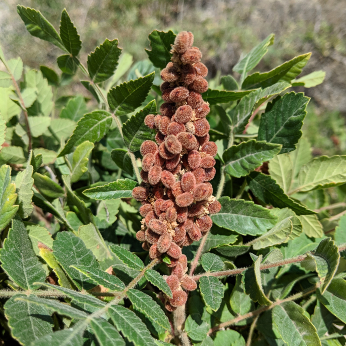 Cured sumac growing in Turkey from Burlap & Barrel