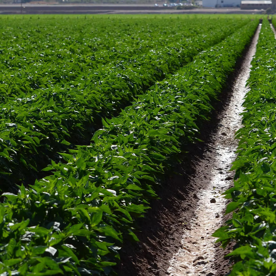 Hatch Green Chili growing in New Mexico from Burlap & Barrel