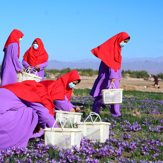 Partner farmers in Afghanistan harvesting crocus flowers in a field to produce Burlap & Barrel Herati Saffron.