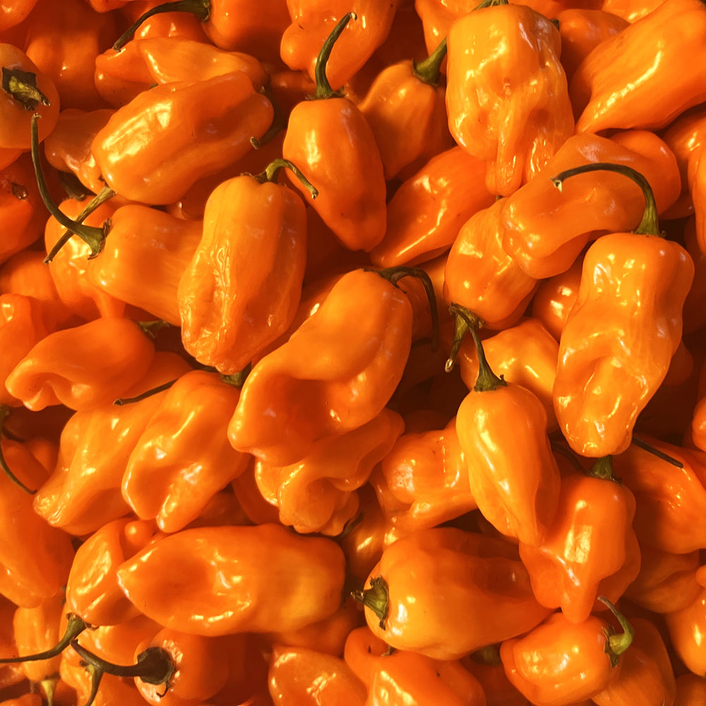 Orange Ghost Chilis