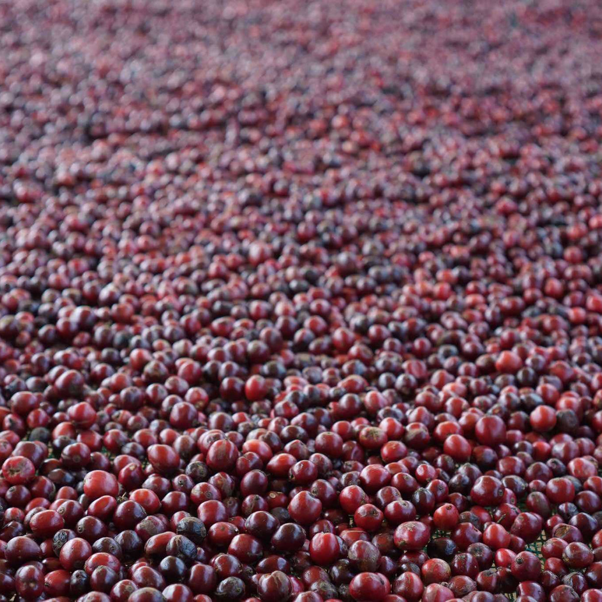 Robusta Wood-Roasted Coffee