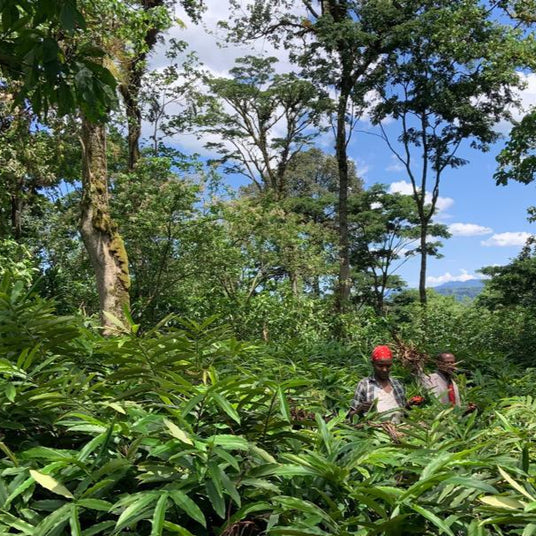 Harvesting_grains_of_paradise_in_Ethiopia