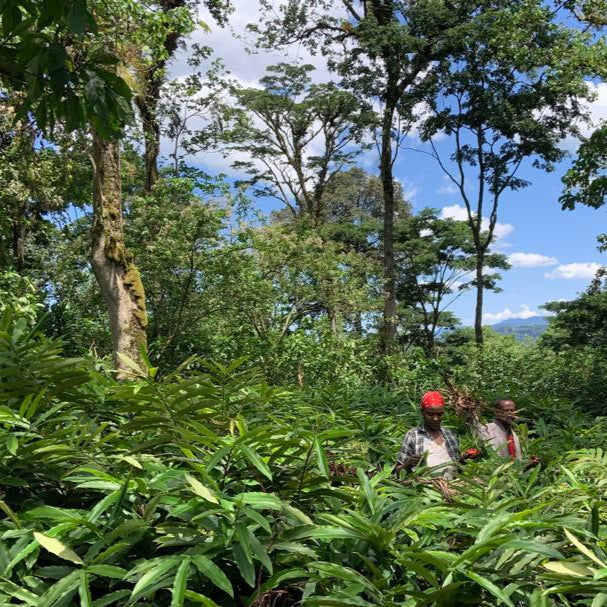 Harvesting_grains_of_paradise_in_Ethiopia