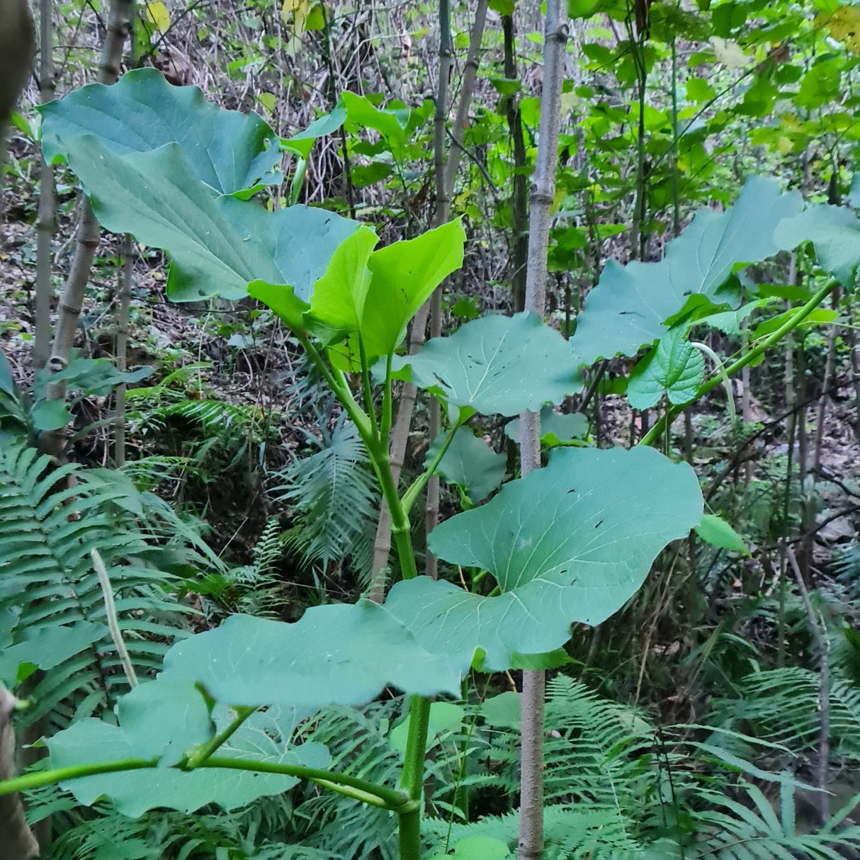 Origin Blends Collection