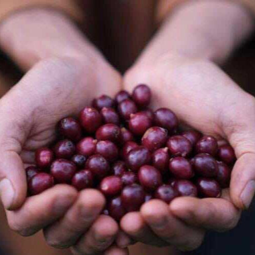 Robusta Wood-Roasted Coffee