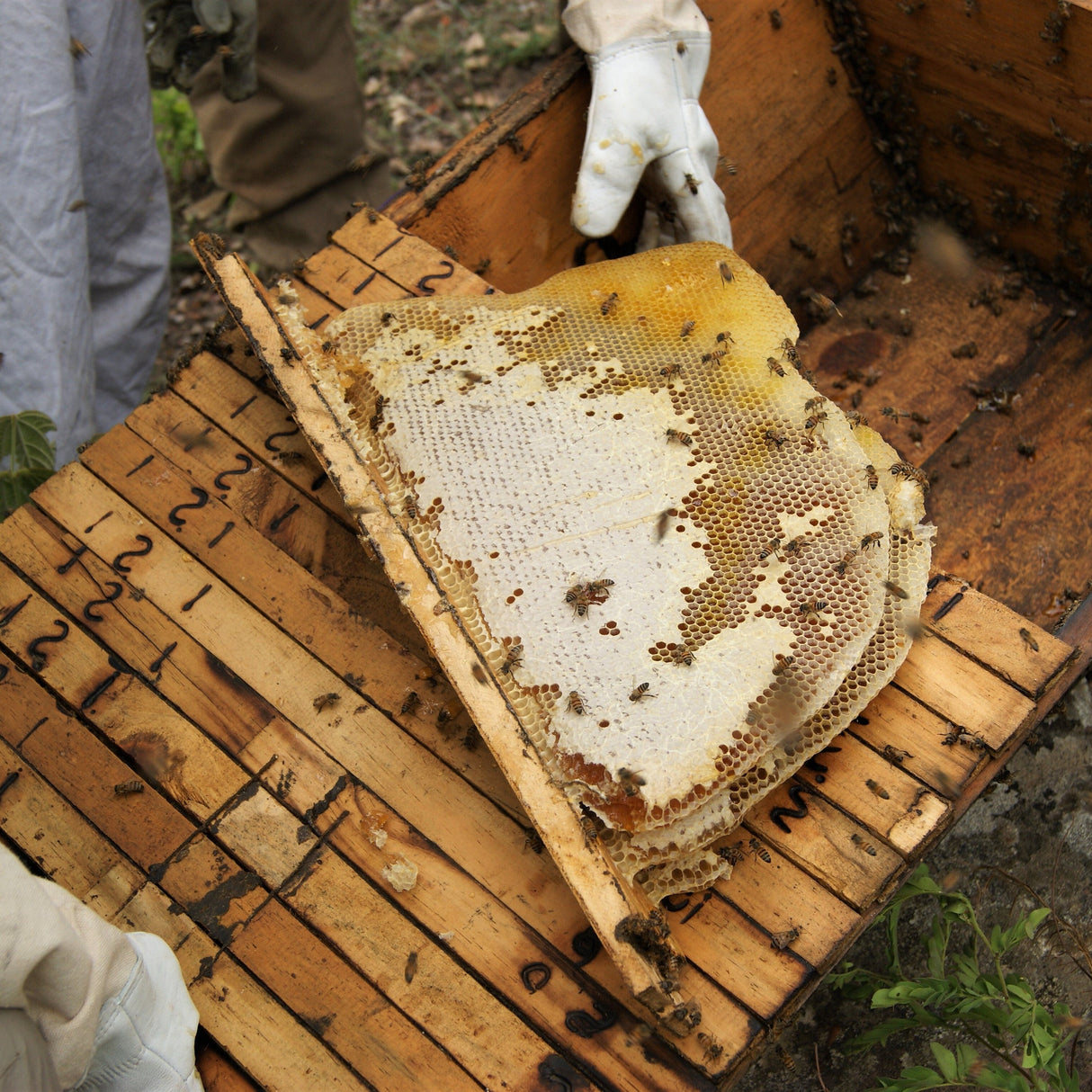 Gathering honey from a hive in Tanzania