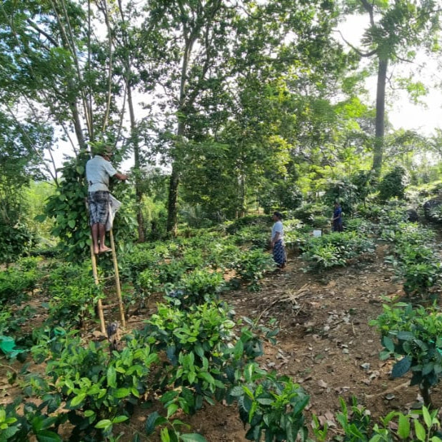 Harvesting Spices on Mr Pandukas Farm in Sri Lanka
