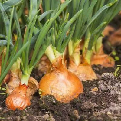 Onions growing in the ground with green tops