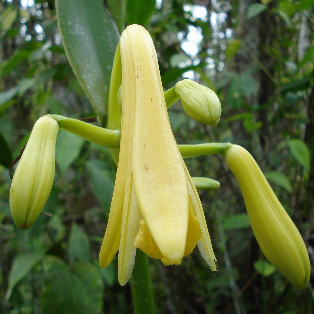Pale yellow nodding flowers with elongated petals and green buds on a leafy stem.