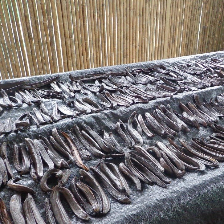 Vanilla pods laid out on a dark cloth, with a corrugated metal roof visible in the background.
