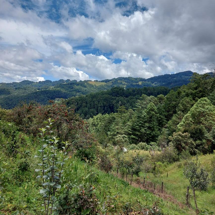 Herbs & Garlic Blend