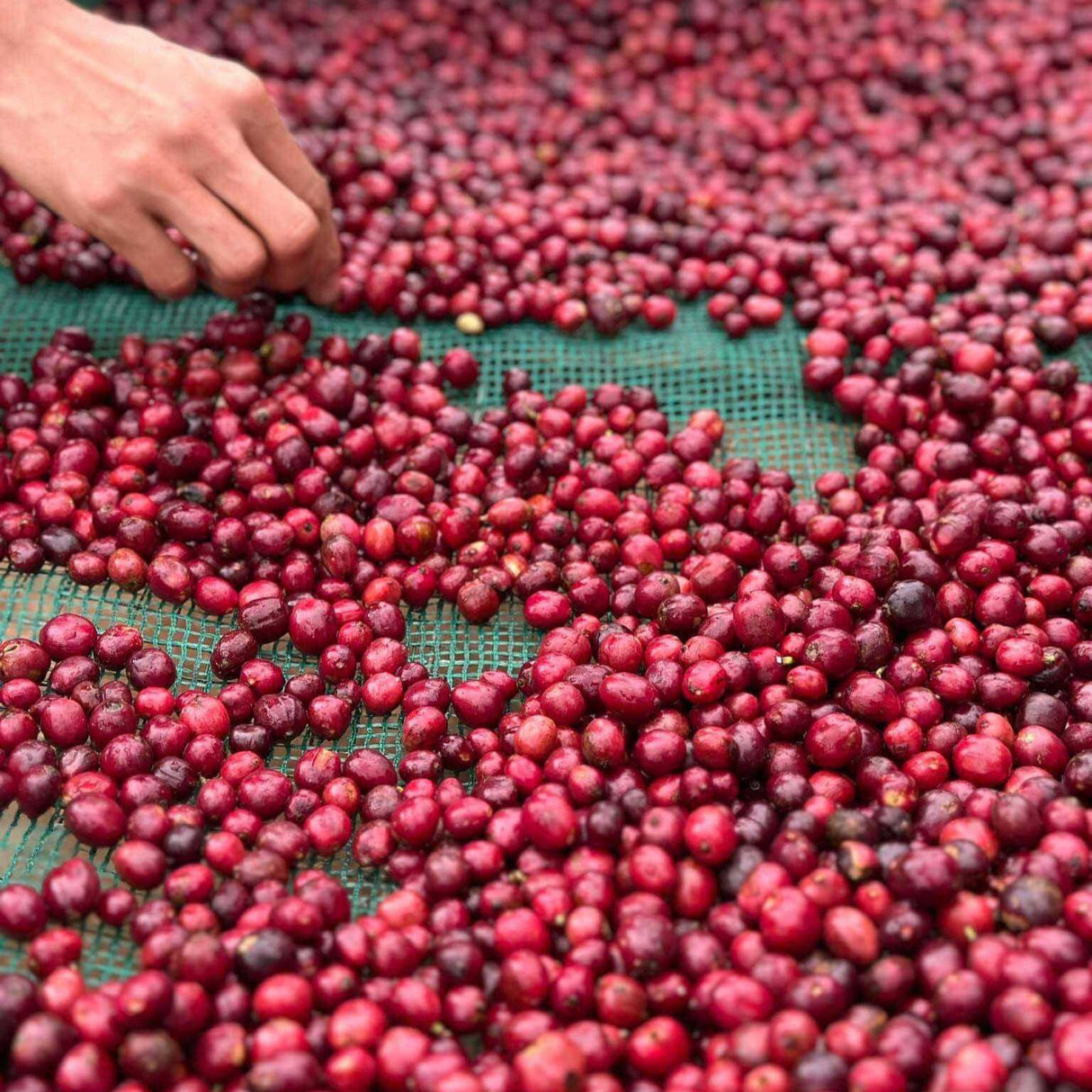 Robusta Wood-Roasted Coffee