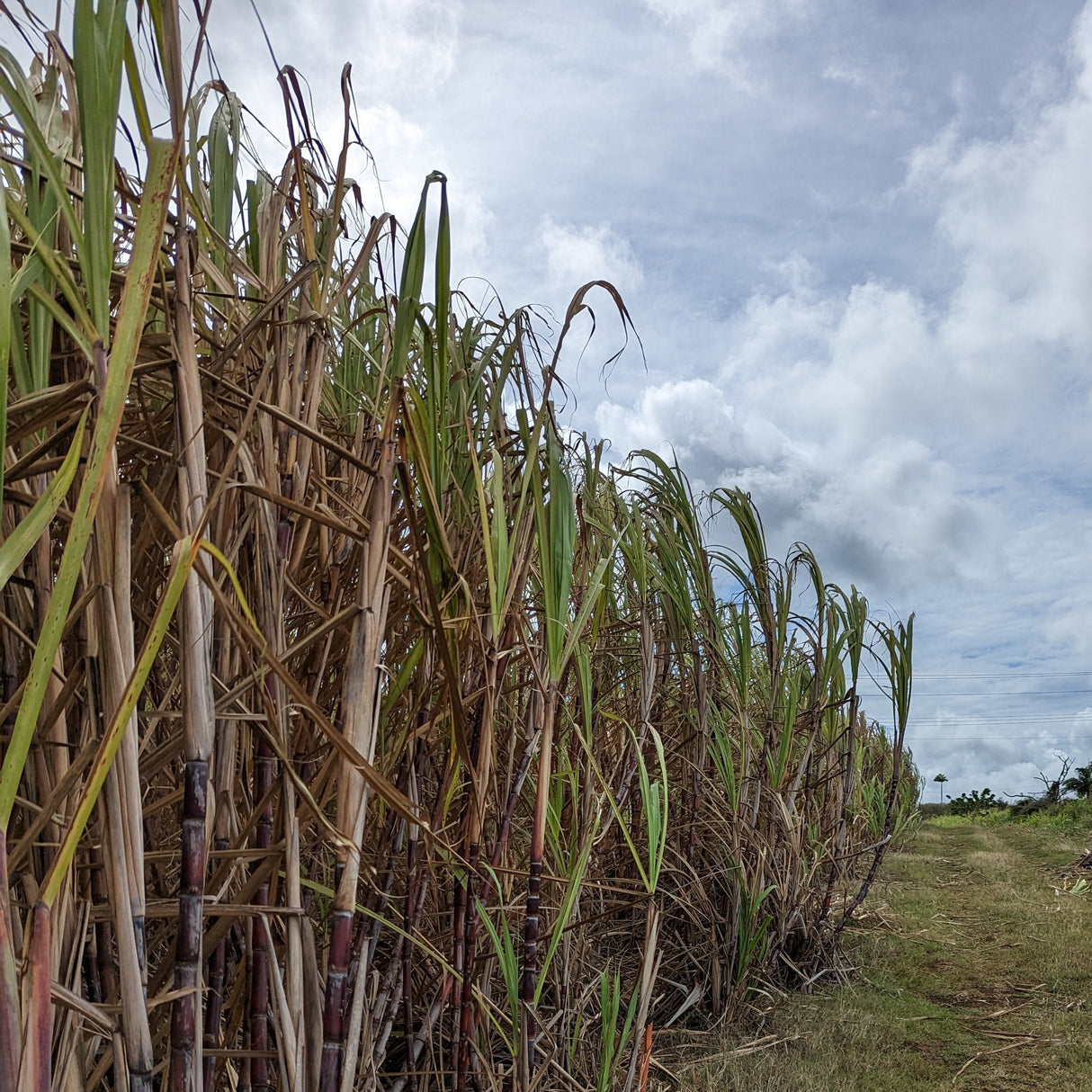 Golden Crystal Turbinado Sugar