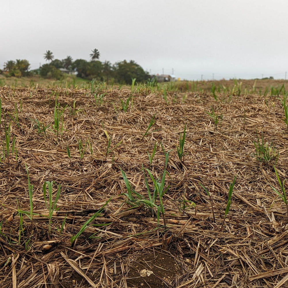 Golden Crystal Turbinado Sugar