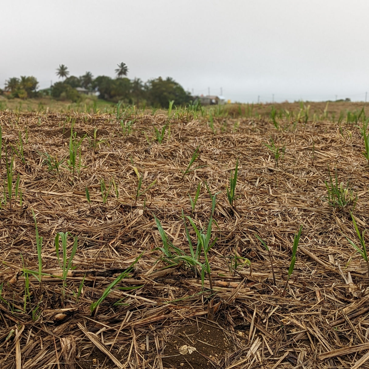 Golden Crystal Turbinado Sugar
