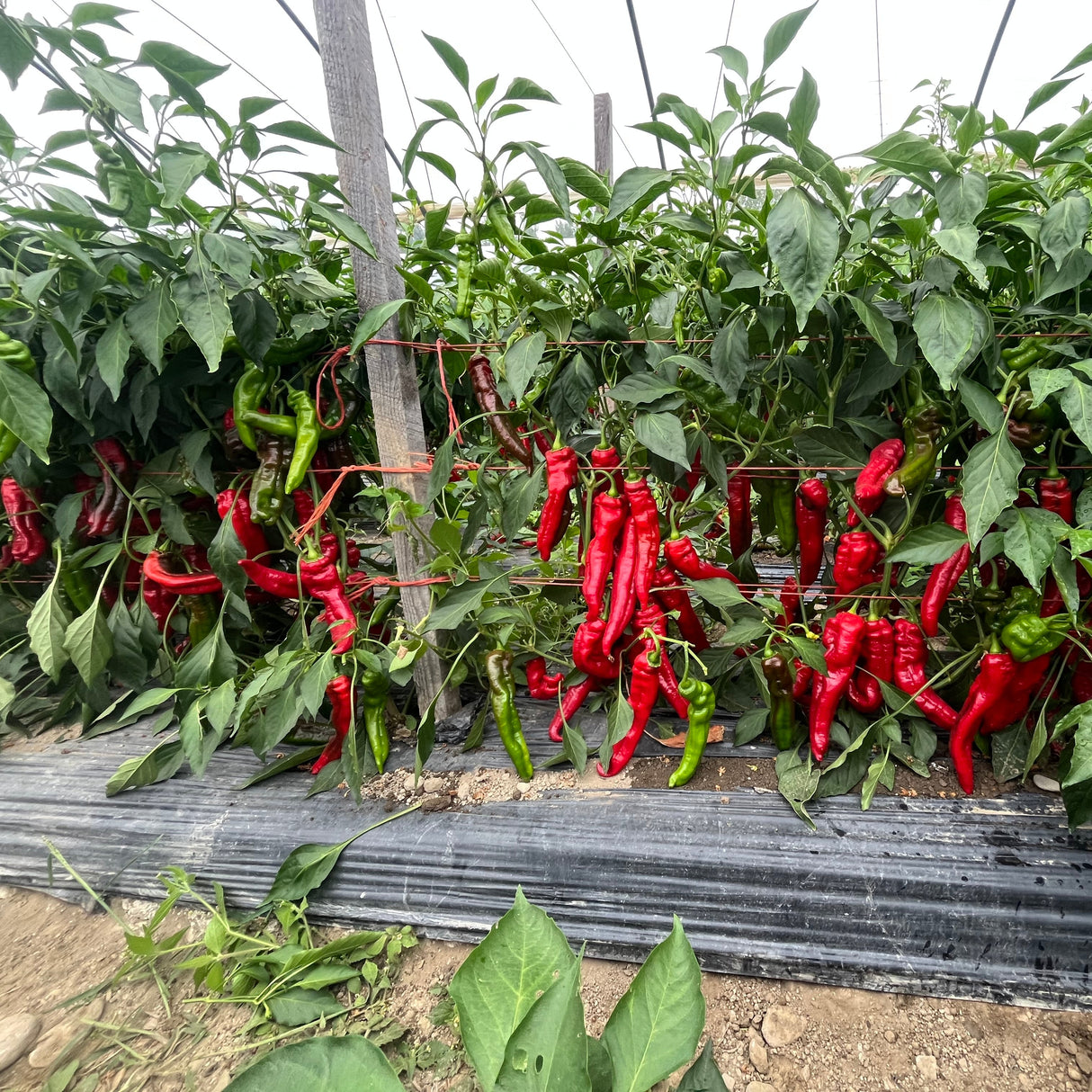 Sweetest Italian Pepper from Burlap & Barrel