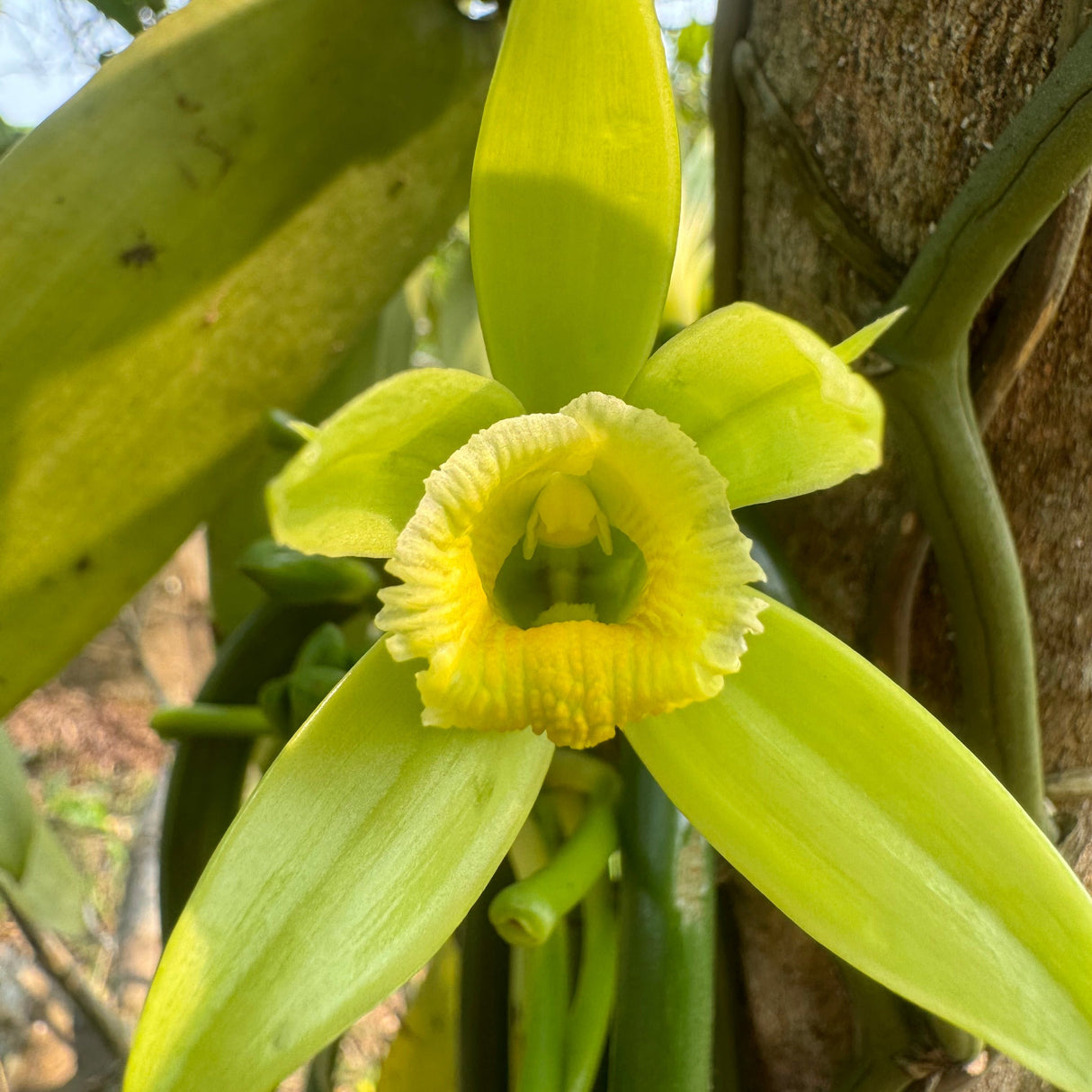 Totonaca Vanilla Powder