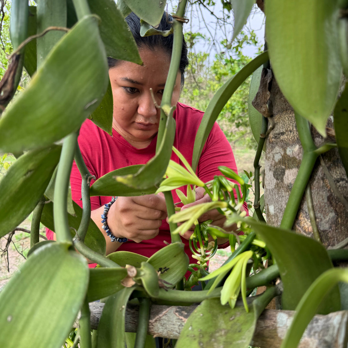 Totonaca Vanilla Powder