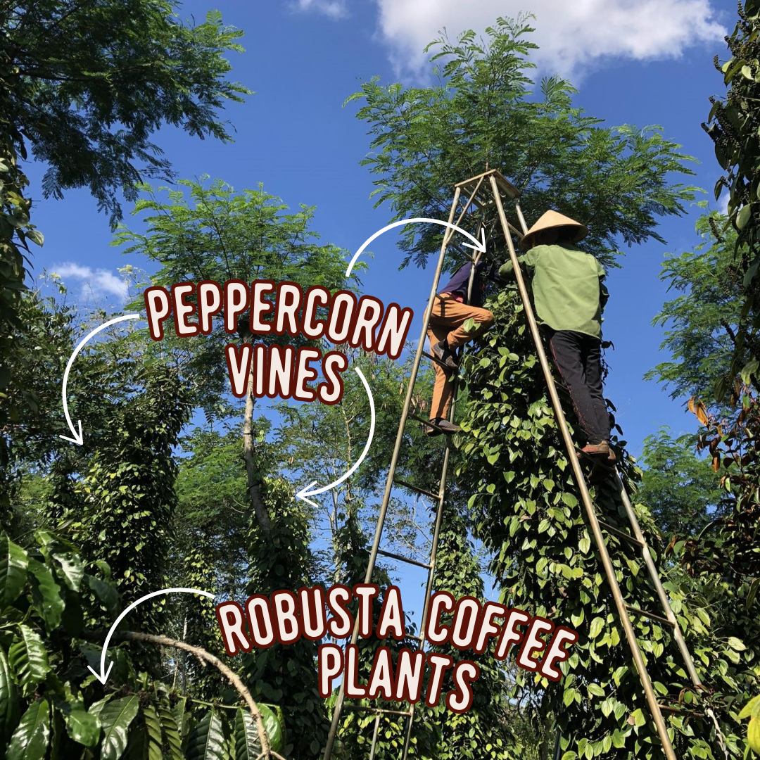 Robusta Wood-Roasted Coffee