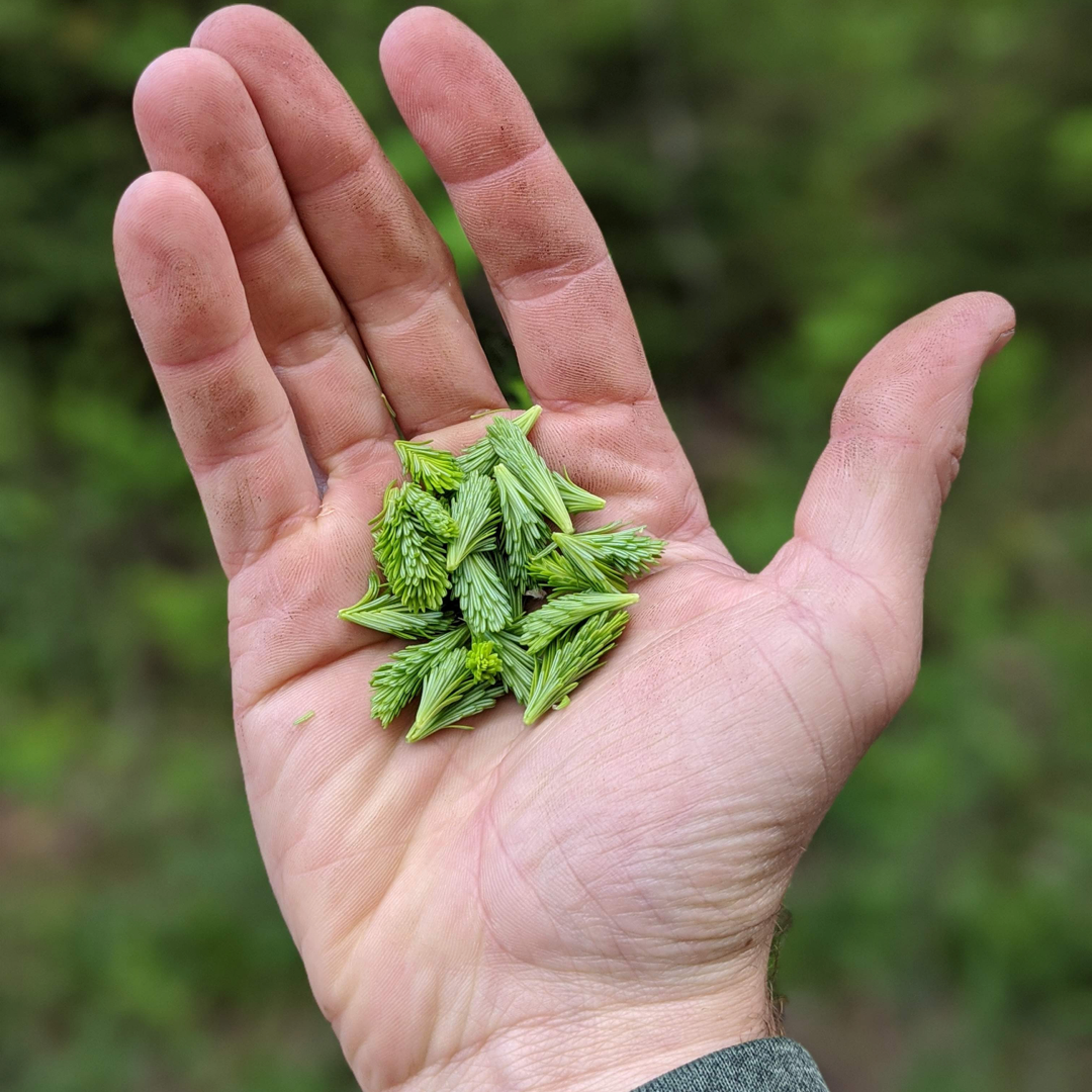A hand holding a small pile of bright green balsam fir tips